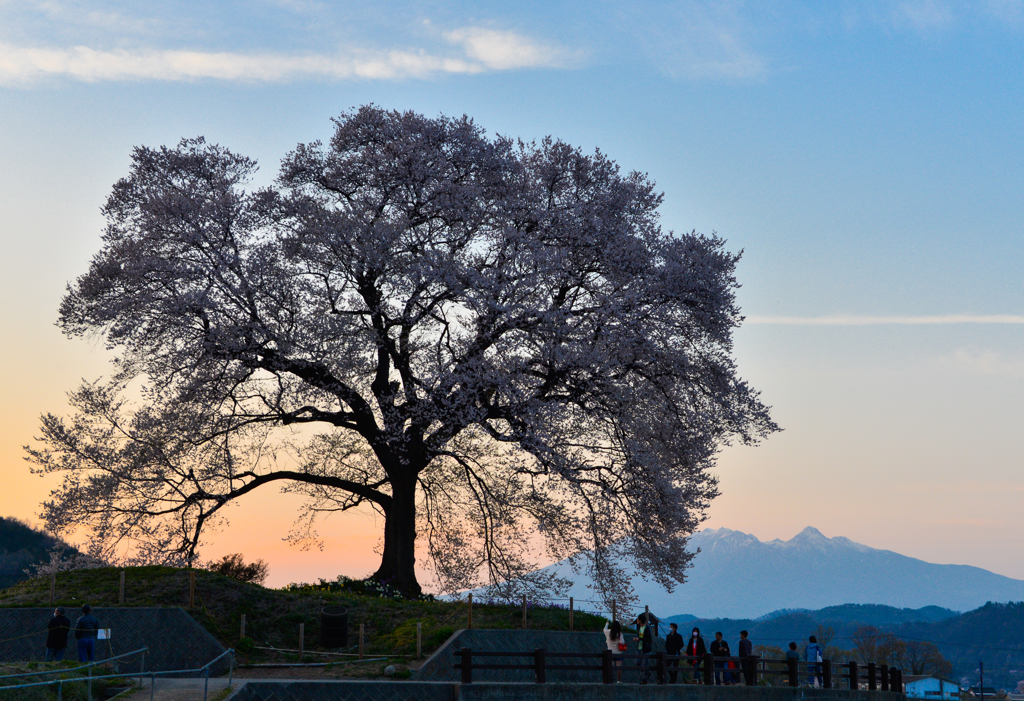 わに塚の桜‗橙