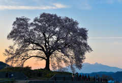 わに塚の桜‗橙