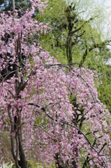 weeping cherry tree