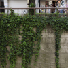 ivied river wall