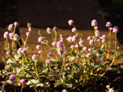 pink knotweed