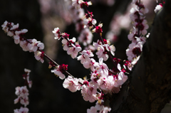 ume 3