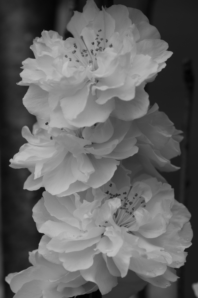 melancholic