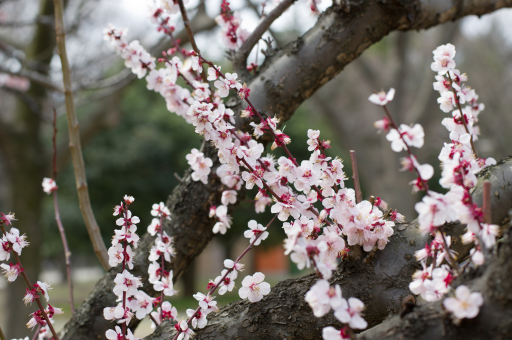 ume 1