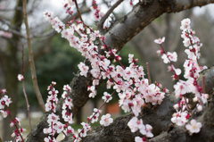 ume 1