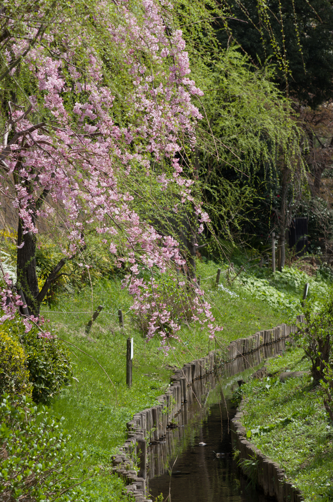 flowers and brook