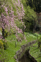flowers and brook