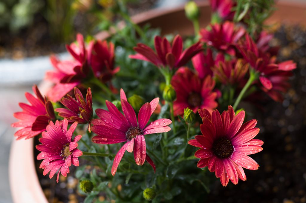 osteospermum in rain