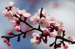 blossom
