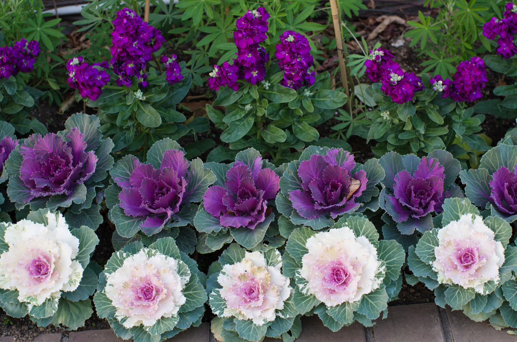 violet