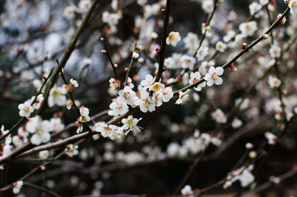 white in the dark