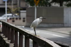 egret