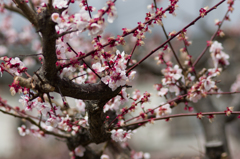 ume tree