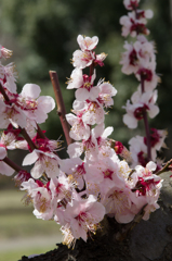 ume 2