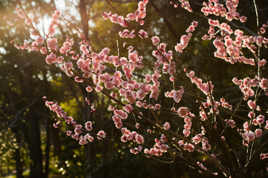 evening sunlight