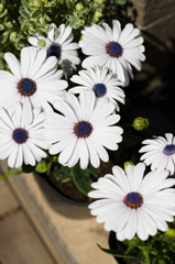 white, blue, and yellow