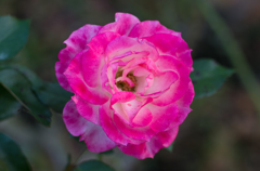 rose in pink