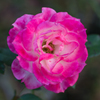 rose in pink