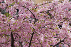 tugumi
