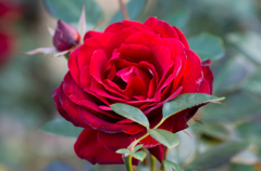 rose in red