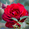 rose in red