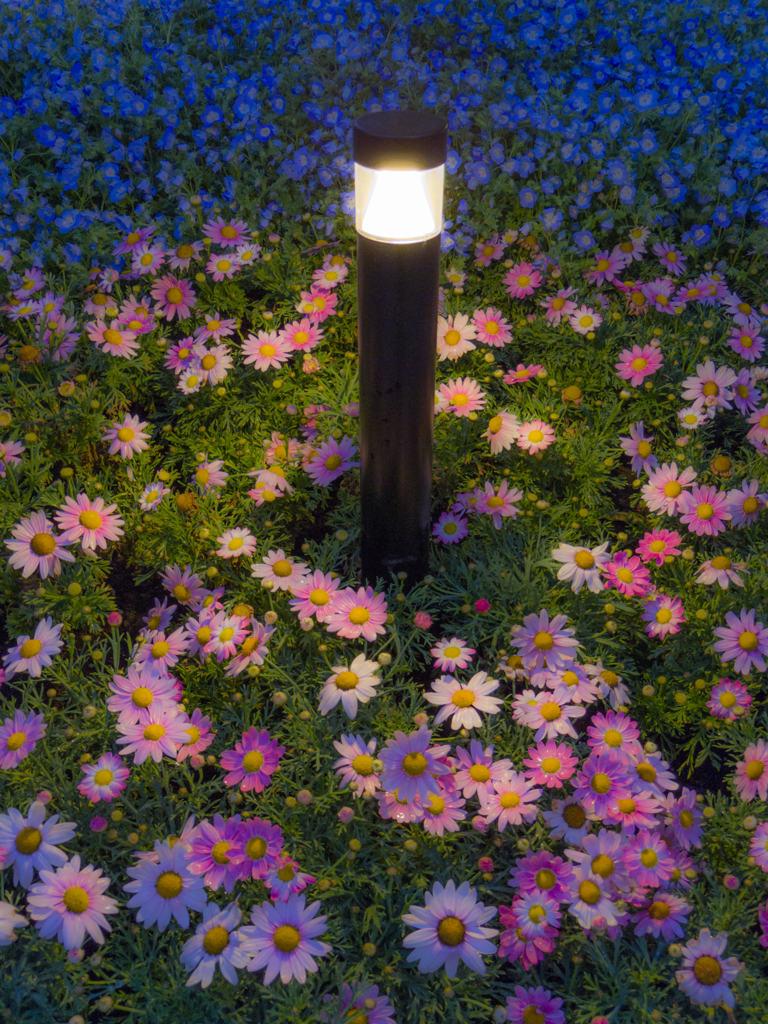 Flowers In The Night