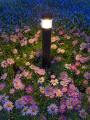Flowers In The Night