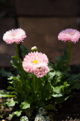 flower in the corner of brick wall