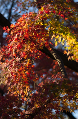 maple tree