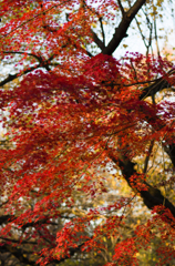 vermillion