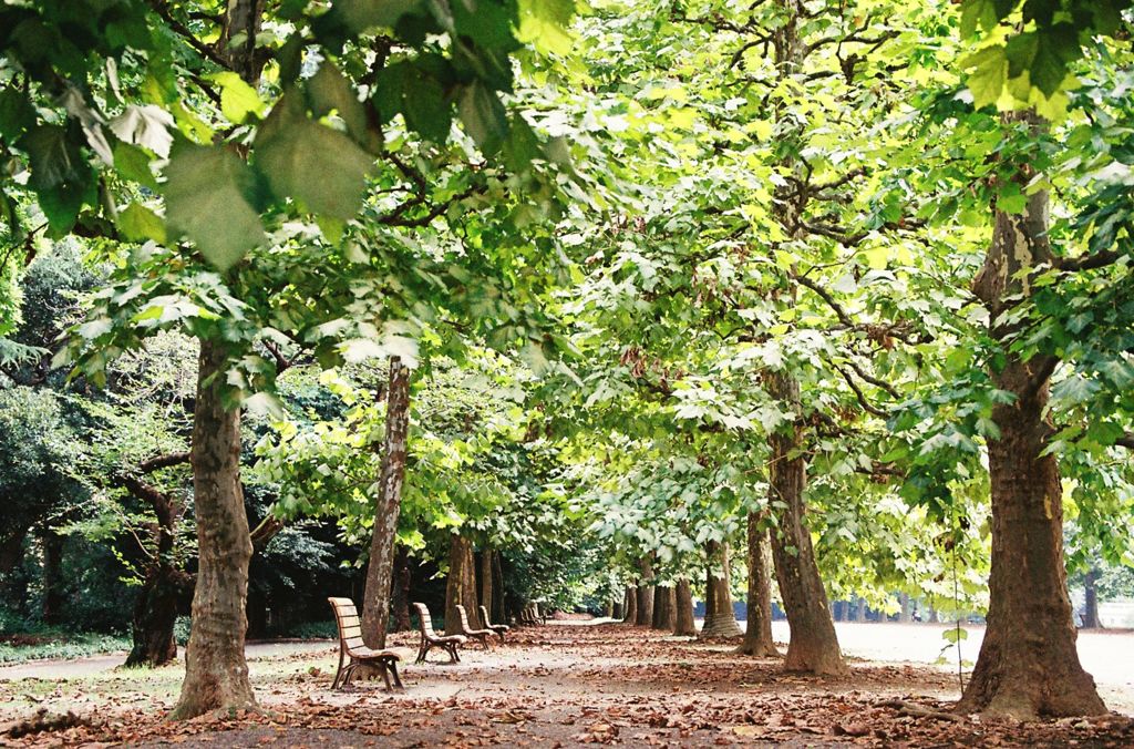 公園の並木