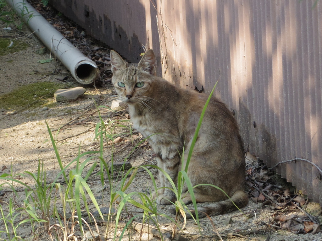 青い瞳の猫