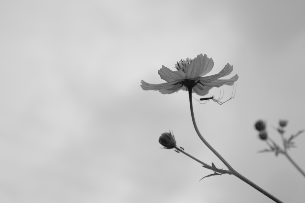 花に蜘蛛