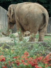 ゾウ