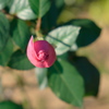 薔薇