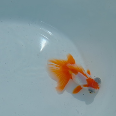 出目金