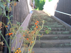 路地裏の夏