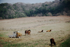 牧場の風景