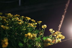 ヨルノハナ