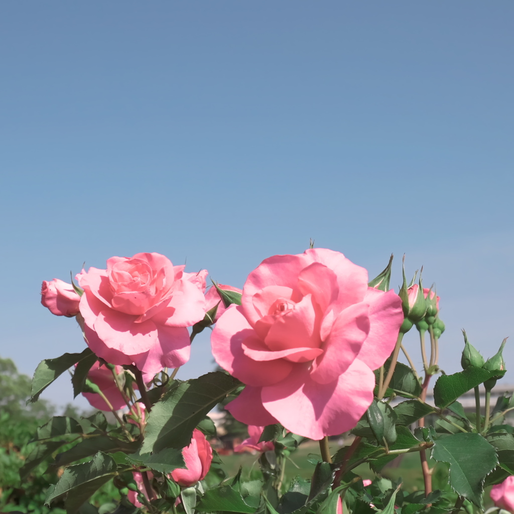 薔薇