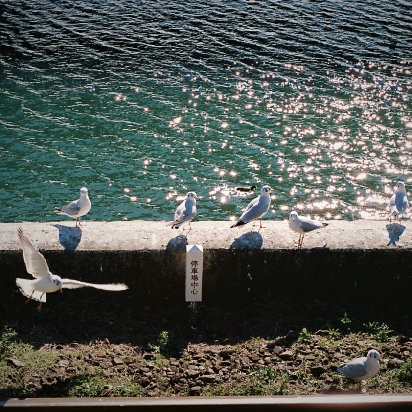 カモメ