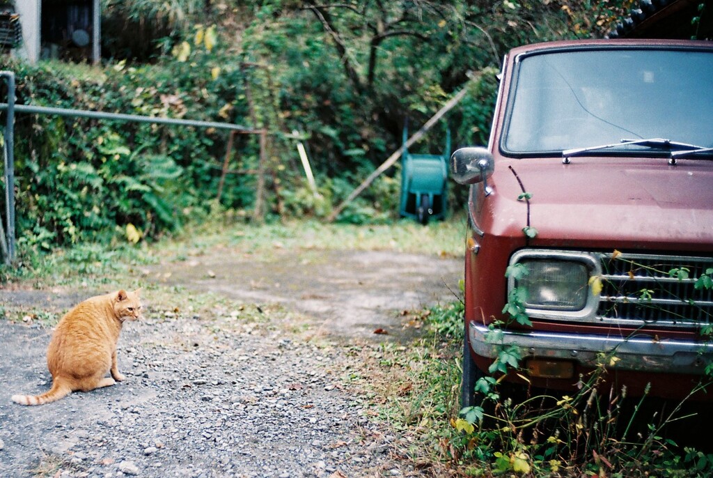 猫と車