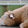 Zzz...