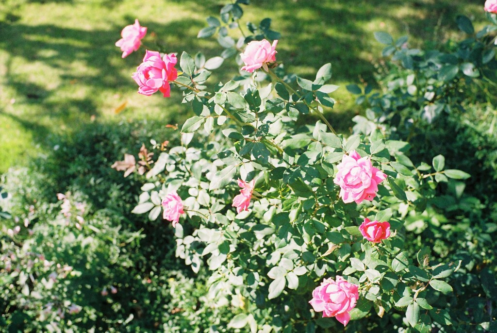 薔薇