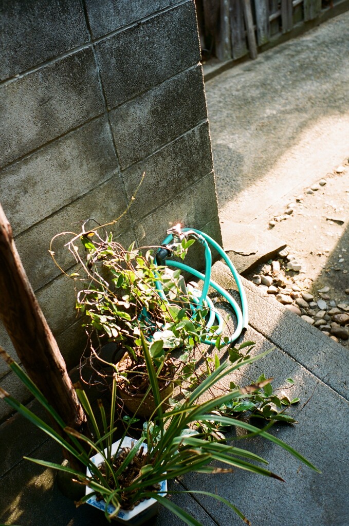 夏の朝