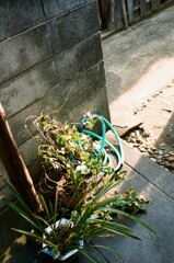 夏の朝