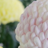 菊