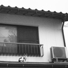 屋根の上のネコ