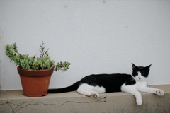 鉢植えと寝起き猫