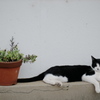 鉢植えと寝起き猫
